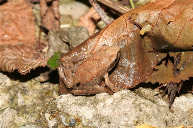 Neometamorfosato arancione da determinare - Rana italica